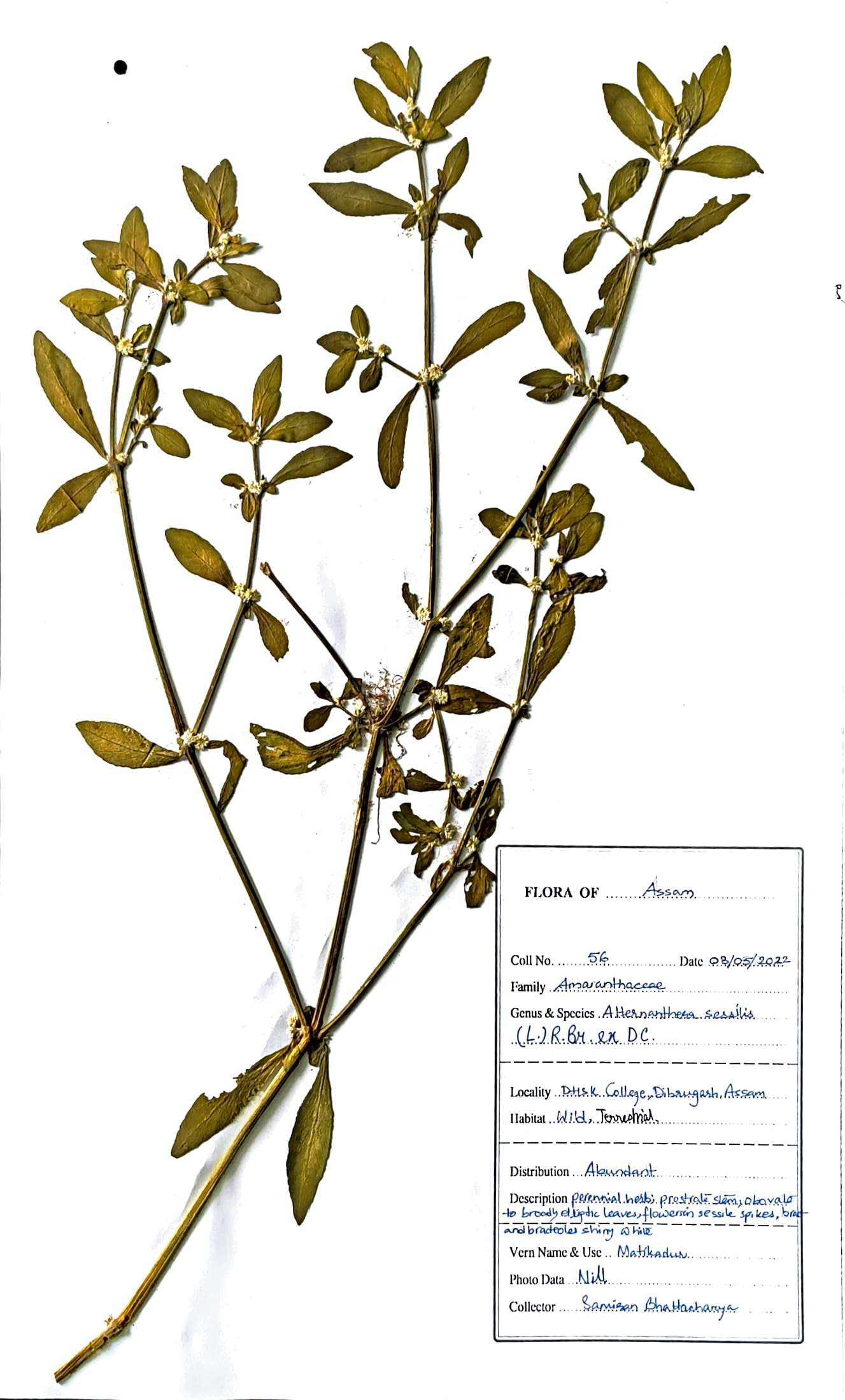 Matikaduri (Ass.) (Herbarium)